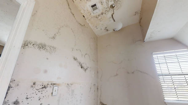 Best Biohazard Mold Removal  in Waimanalo Beach, HI