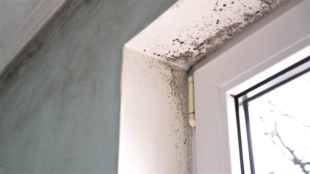 Best Airborne Mold Testing  in Waimanalo Beach, HI