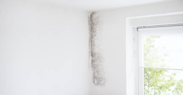 Best Mold Documentation for Insurance Claims  in Waimanalo Beach, HI