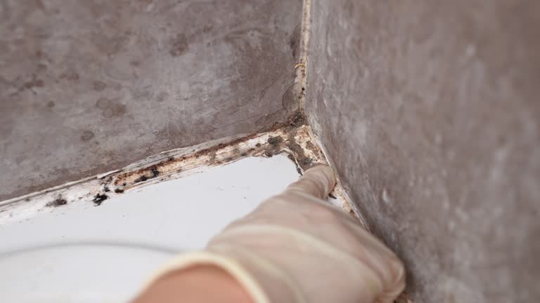 Best Mold Odor Removal Services  in Waimanalo Beach, HI