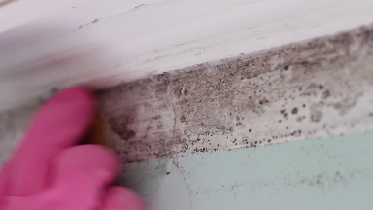 Best Mold-Related Health Consultation  in Waimanalo Beach, HI